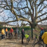 Les cyclistes de VéloSQY devant l'arbre de Diane et ses immenses branches