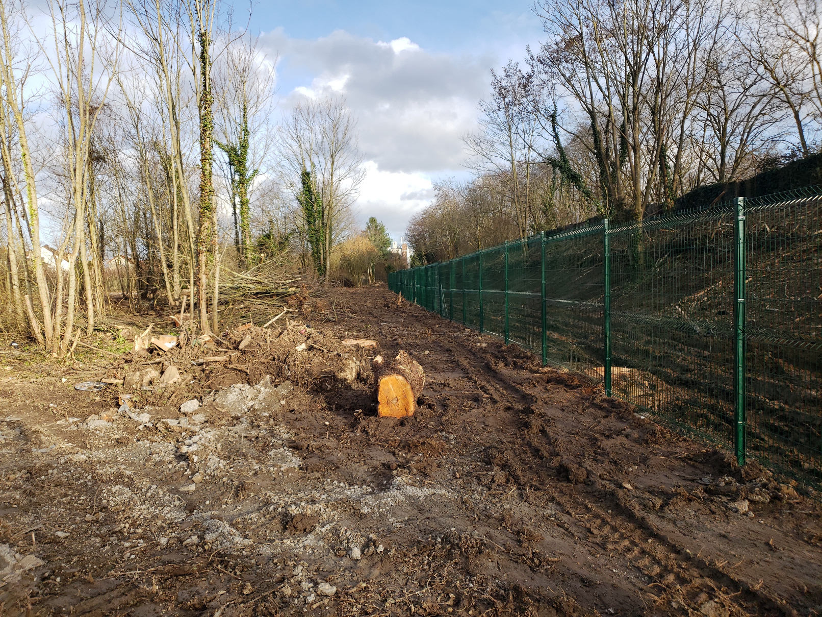 Photo de coupe d'arbres pour création d'une piste cyclable et au-delà de l'emprise de la piste (février 2026)